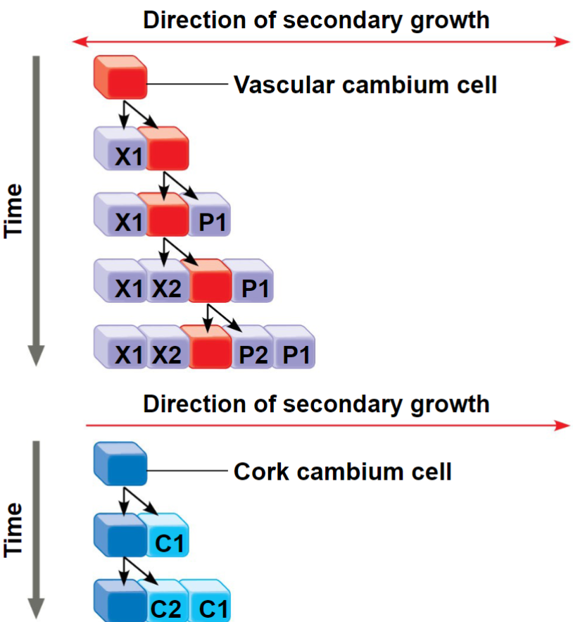 <p>Secondary Growth</p>
