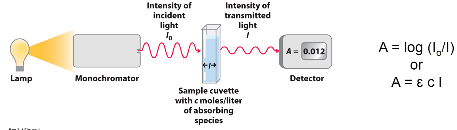 <ul><li><p>E: molar extinction coefficient (1/Mcm) depends on # of Trp + Tyr (Phe-minimal)</p></li><li><p>c: concentration (M)</p></li><li><p>I: path length of cuvette (cm)</p></li><li><p>A = log (Io/I)</p></li></ul>