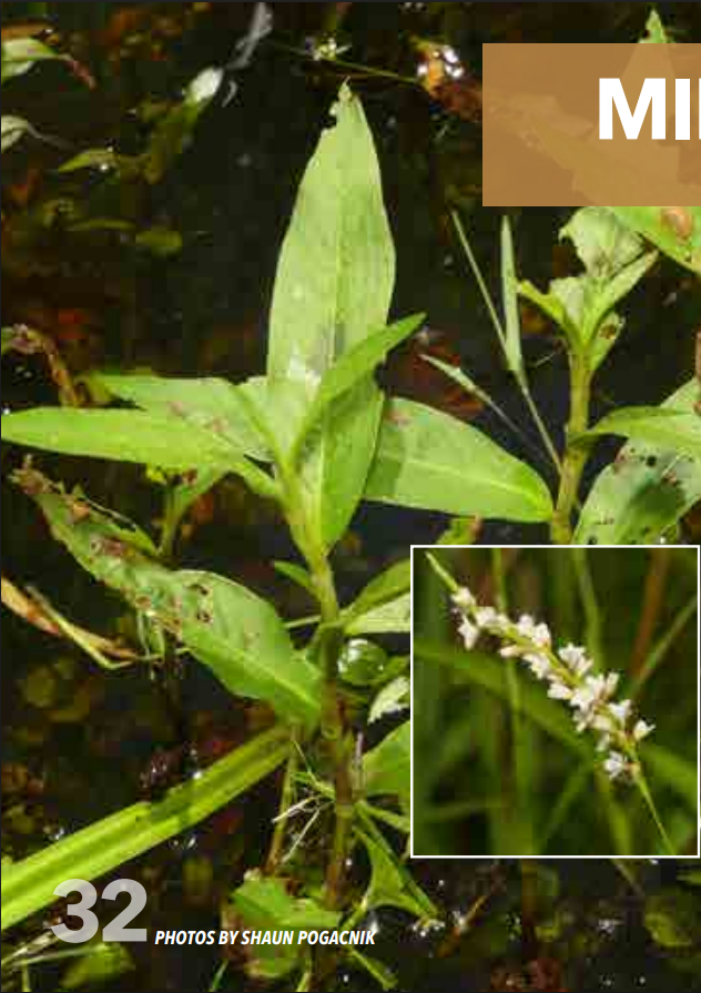 <p>Smartweed; Polygonaceae</p>