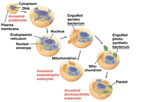 <p><strong>inner membranes contain enzymes</strong></p><p><strong>replicate by a splitting process</strong></p><p><strong>contain a single circular DNA</strong></p><p></p>