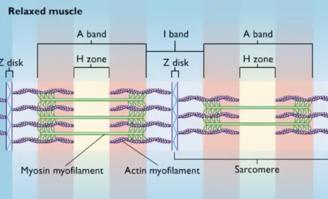 <p><span><span>The area of the muscle fiber where the actin and myosin myofilaments overlap is the</span></span></p>
