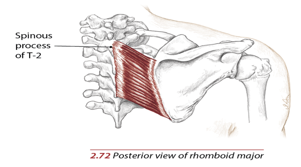 <p>Medial border of the scapula between the spine of the scapula and inferior angle</p>