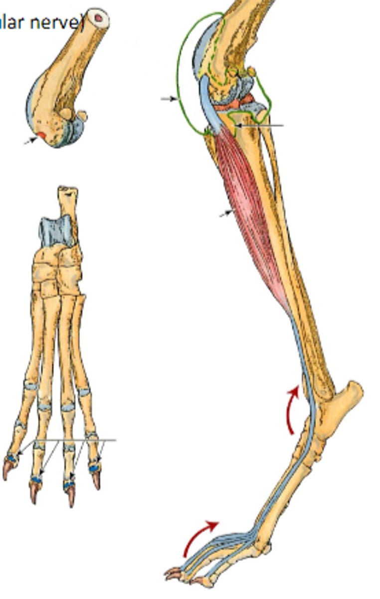 <p>Insertion of long digital extensor</p>