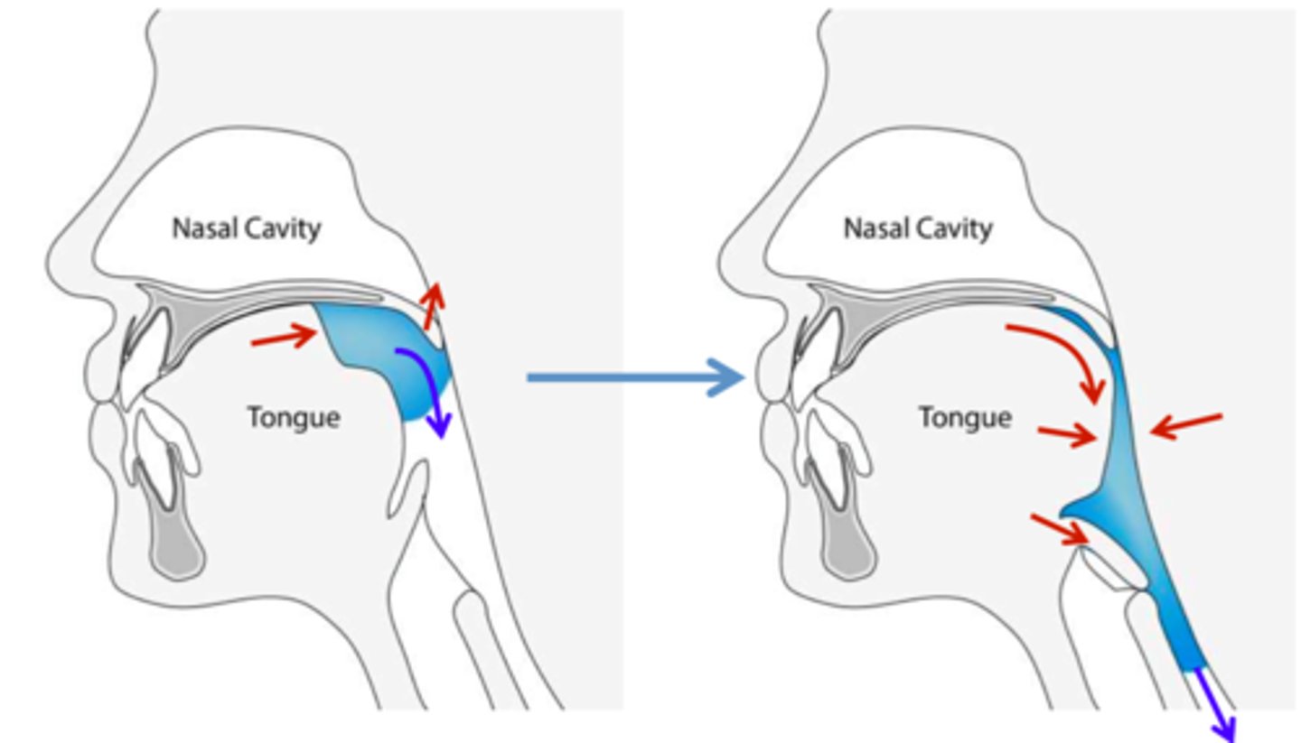 <p>-voluntary and involuntary components</p><p>-swallow response</p><p>-closure of larynx and epiglottis to prevent material from entering airway</p><p>-mvmt must be rapid and efficient, so respiration is only briefly interrupted</p>