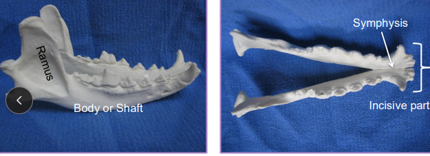 <p><span style="background-color: transparent;"><strong>Fractures of the Mandible and Maxilla</strong></span></p>