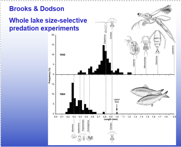 <p class="Paragraph SCXW221955869 BCX0" style="text-align: left;"><span style="line-height: 20.925px;">-Planktivorous fish are size selective&nbsp;</span></p><ul><li><p class="Paragraph SCXW221955869 BCX0" style="text-align: left;"><span style="line-height: 20.925px;">Visual predators&nbsp;</span></p></li></ul><ul><li><p class="Paragraph SCXW221955869 BCX0" style="text-align: left;"><span style="line-height: 20.925px;">This impacts zooplankton species structure&nbsp;&nbsp;</span></p></li></ul><ul><li><p class="Paragraph SCXW221955869 BCX0" style="text-align: left;"><span style="line-height: 20.925px;">Fish can only eat things that fit in their gape size (mouth size)&nbsp;</span></p></li></ul><ul><li><p class="Paragraph SCXW221955869 BCX0" style="text-align: left;"><span style="line-height: 20.925px;">They're going to eat the biggest thing they possibly can&nbsp;</span></p></li></ul><ul><li><p class="Paragraph SCXW221955869 BCX0" style="text-align: left;"><span style="line-height: 20.925px;">With secondary effects on phytoplankton grazing results&nbsp;&nbsp;</span></p></li></ul><p class="Paragraph SCXW221955869 BCX0" style="text-align: left;"><span style="line-height: 20.925px;">-Classic size selection experiments of Brooks and Dodson:&nbsp;&nbsp;</span></p><ul><li><p class="Paragraph SCXW221955869 BCX0" style="text-align: left;"><span style="line-height: 20.925px;">When fish were introduced to previously fishless lakes, they strongly reduced all zooplankton species greater than 1mm in size&nbsp;</span></p></li></ul><ul><li><p class="Paragraph SCXW221955869 BCX0" style="text-align: left;"><span style="line-height: 20.925px;">Smaller zooplankton species become more dominant&nbsp;</span></p></li></ul><ul><li><p class="Paragraph SCXW221955869 BCX0" style="text-align: left;"><span style="line-height: 20.925px;">Community composition changed&nbsp;&nbsp;</span></p></li></ul><p></p><p></p>