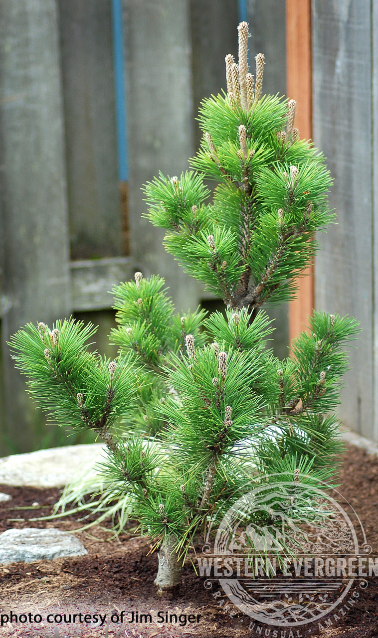 Japanese Black pine