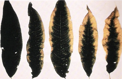 What deficiency do these stone fruit leaves have?