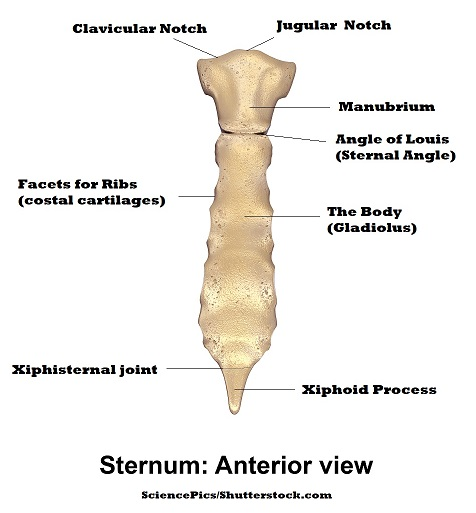 <ul><li><p>the sternum… look at the image for the parts</p></li><li><p>- what are the costal facets</p><ul><li><p>whrere the ridge attaches</p></li></ul></li><li><p>juglar notch</p></li><li><p>clavicular notch</p></li></ul><p></p>