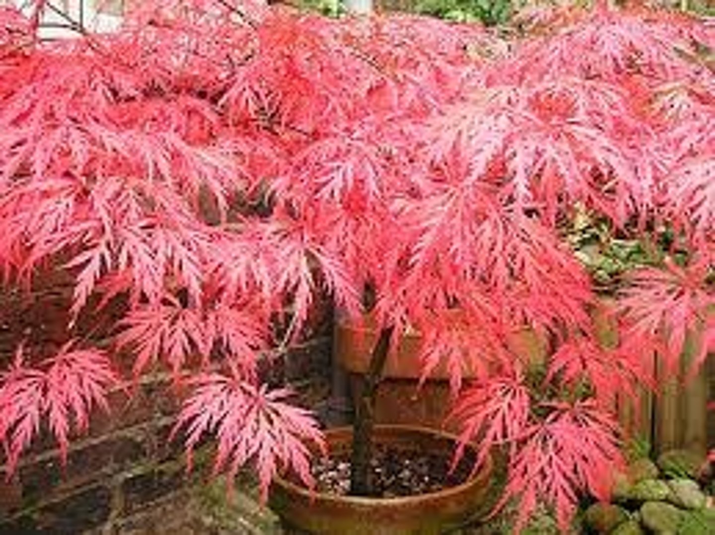 <p>Japanese Maple</p>