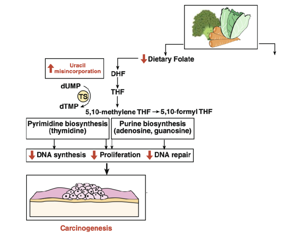 <p>Uracil Misincorporation</p><ul><li><p>Folate is required for the conversion of deoxyuridine(dU) to deoxythymidine(dT), an essential nucleotide required for DNA replication and DNA repair</p></li><li><p>Folate deficiency limits dT synthesis &amp; elevates dU</p></li><li><p>As dT and dU are structurally similar, dU is incorporated into DNA</p></li><li><p>dU in DNA is unstable(break DNAstrand) and excised by DNA repair enzyme</p></li></ul><p></p><p></p>