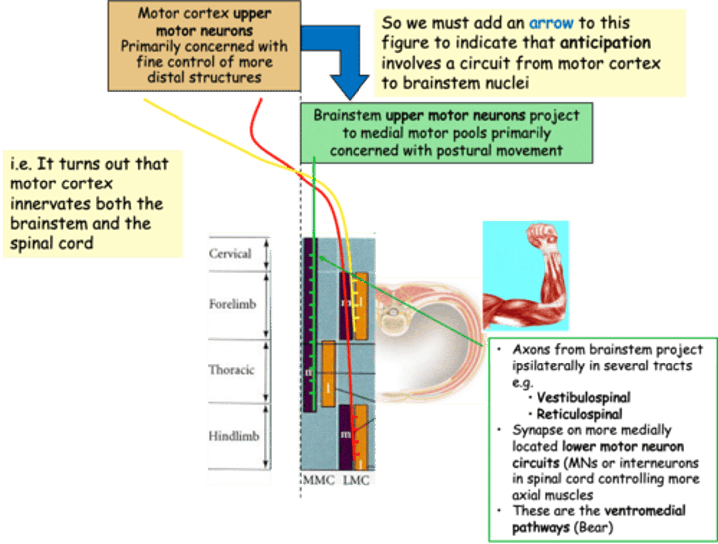 <p>Clearly motor neurons, both lower and upper are vital to our ability to ______ and hence to our behaviour and survival in complex environments</p><p>When they are dysfunctional the consequences are significant</p>