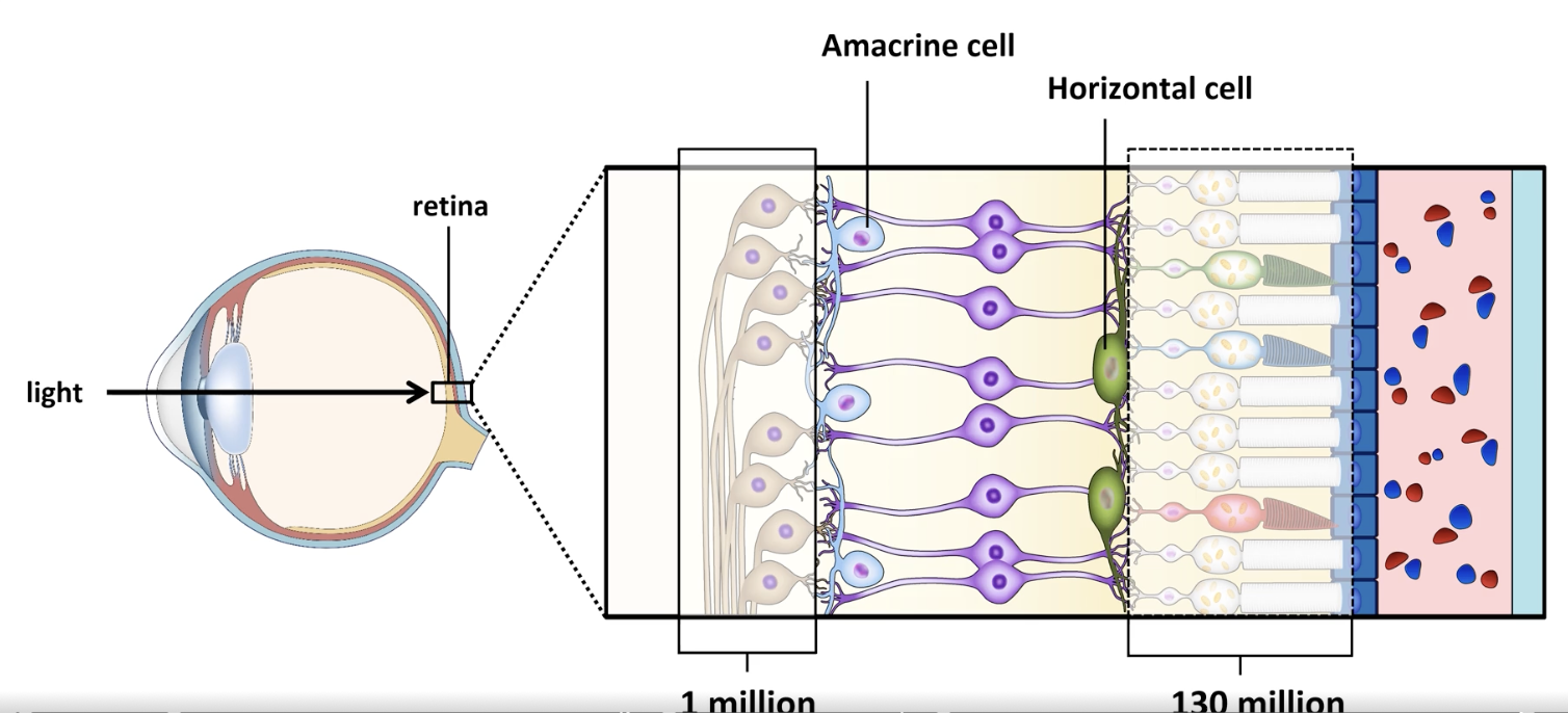 <p>combine &amp; process info w/in retina</p>