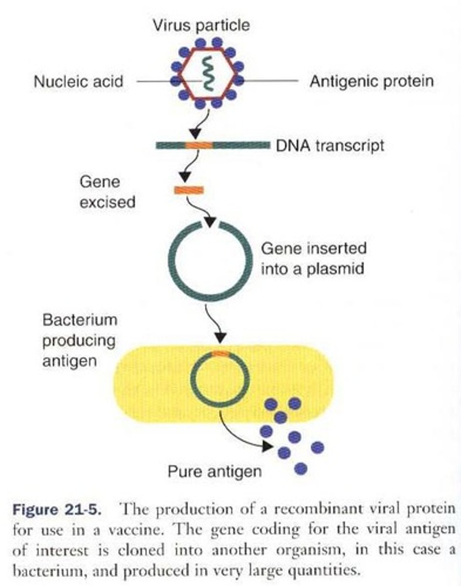 <p>Antigens generated by gene cloning, where DNA coding for an antigen is isolated and expressed in a host cell.</p>