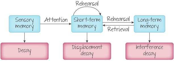 <p>Conceptualizing how memory is encoded and stored</p>