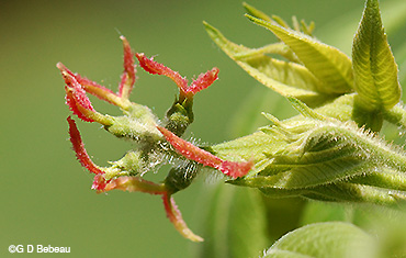 <p>Name this tree (scientific + common name)</p>