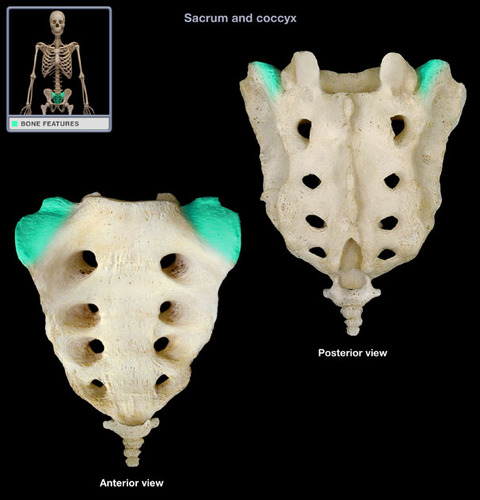 <p>Wing-like projections formed by fusion of the transverse processes, that articulate laterally with the hip bones</p>