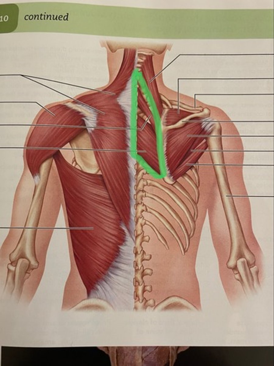 <p>O: thoracic vertebrae</p><p>I: medial border of scapula</p><p>A: stabilize scapula; retract scapula</p>