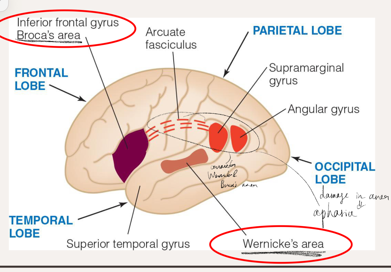 <ul><li><p>Broca’s area (frontal area of left hemisphere - inferior frontal gyrus) </p><ul><li><p>Broca’s aphasia = difficulty in speech articulation</p></li></ul></li><li><p>Wernicke’s area (temporal lobe)</p><ul><li><p>Wernicke’s aphasia = difficulty in speech comprehension </p></li></ul></li><li><p>__________ connects Wernicke’s and Broca’s area </p></li></ul><p></p>