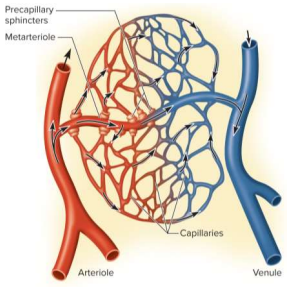 <p>Capilalary beds</p>