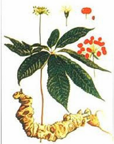 <p>Nhân sâm Việt Nam</p>