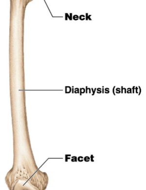 <p>The elongated body of a long bone.</p>