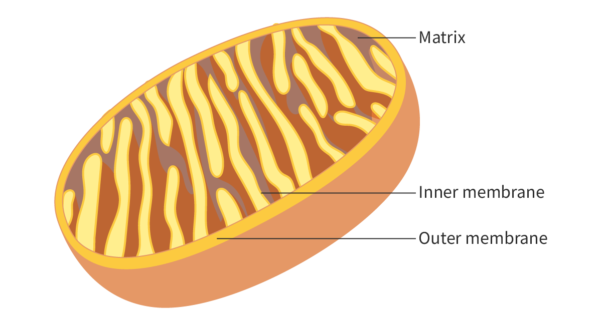 <ul><li><p>Mitochondria, generate ATP </p></li><li><p><span>They contain numerous invaginations of the inner membrane (cristae)  enabling increased metabolic reactions to take place</span></p></li></ul><p></p>