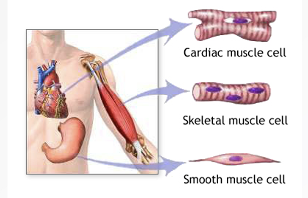 <ul><li><p>responsible for body movement</p></li><li><p>moves blood, food, waste through body’s organs</p></li><li><p>responsible for mechanical digestion (mouth)</p></li></ul><p></p>