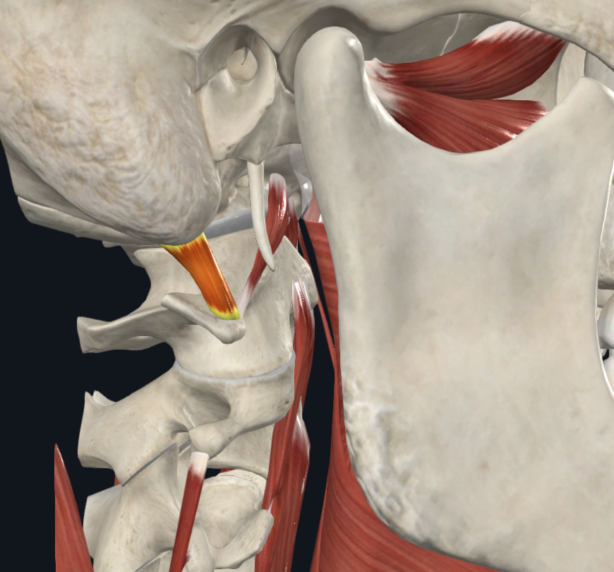 <p><strong>Nombre alterno: </strong>Recto lateral de la cabeza</p><p><strong><mark data-color="yellow" style="background-color: yellow; color: inherit">Origen: </mark></strong><mark data-color="yellow" style="background-color: yellow; color: inherit">Apófisis transversa del atlas</mark></p><p><strong><mark data-color="blue" style="background-color: blue; color: inherit">Inserción: </mark></strong><mark data-color="blue" style="background-color: blue; color: inherit">Apófisis Yugular del occipital</mark></p><p><strong><mark data-color="red" style="background-color: red; color: inherit">Acción: </mark></strong><mark data-color="red" style="background-color: red; color: inherit">Flexor de la cabeza, la rota si la contracción es individual</mark></p><p><strong><mark data-color="purple" style="background-color: purple; color: inherit">Inervación: </mark></strong><mark data-color="purple" style="background-color: purple; color: inherit">Ramos de los nervios cervicales 1 y 2</mark><strong><br><mark data-color="green" style="background-color: green; color: inherit">Relaciones: </mark></strong><mark data-color="green" style="background-color: green; color: inherit">X</mark></p><p><strong>Notas:</strong></p><p>Región prevertebral, la región más profunda (segundo plano)</p><p>Agonista de hioides</p>