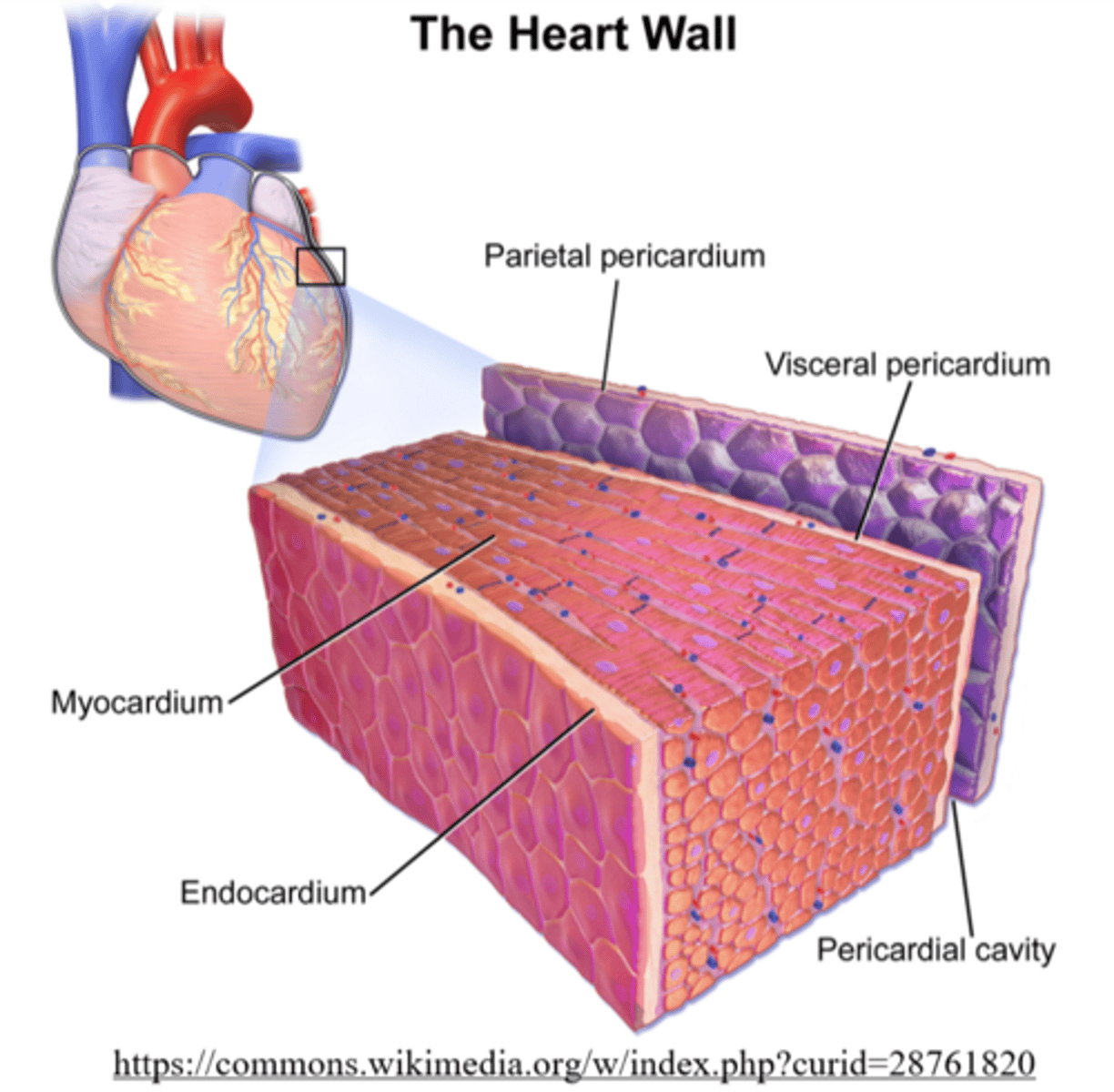 <p>endocardium</p>