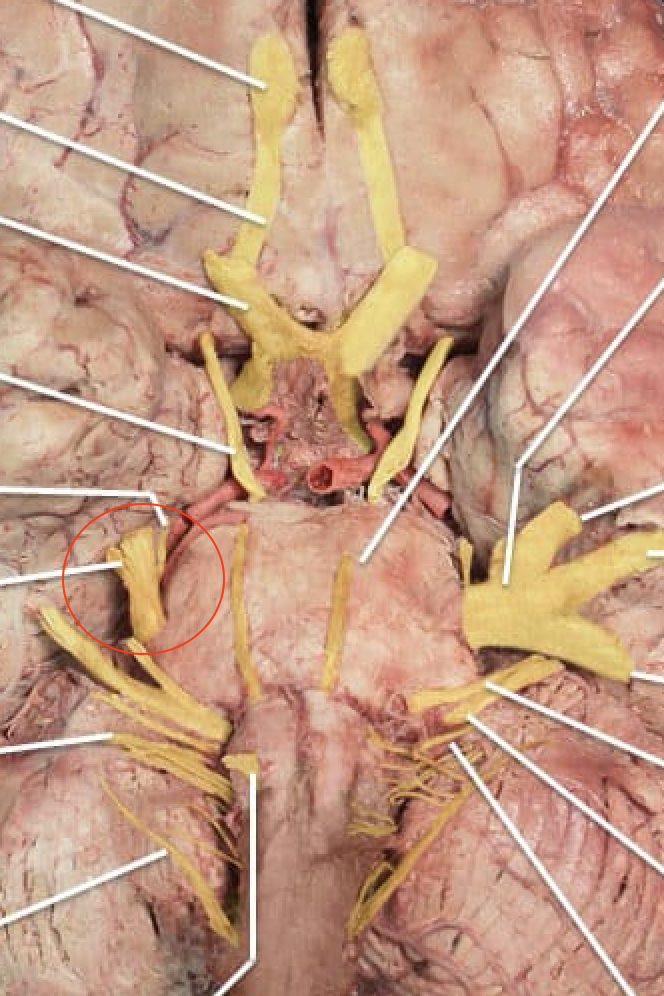 <p><span>Nerves that help your face recognize pain, touch sensations, hot/cold; and help you chew</span></p>