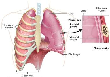 <p>each lung</p>