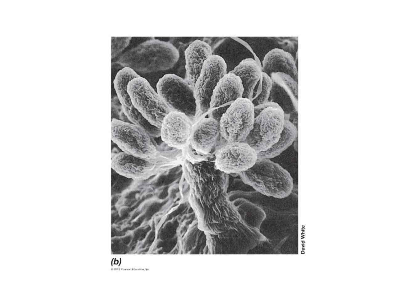 <p><em>Myxococcus xanthus</em> has the special ability to (a) release exoenzymes to lyse other bacteria for nutrients and (b) have cells that migrate together to form complex multicellular fruiting bodies with each cell differentiating into myxospores for dispersal.</p>