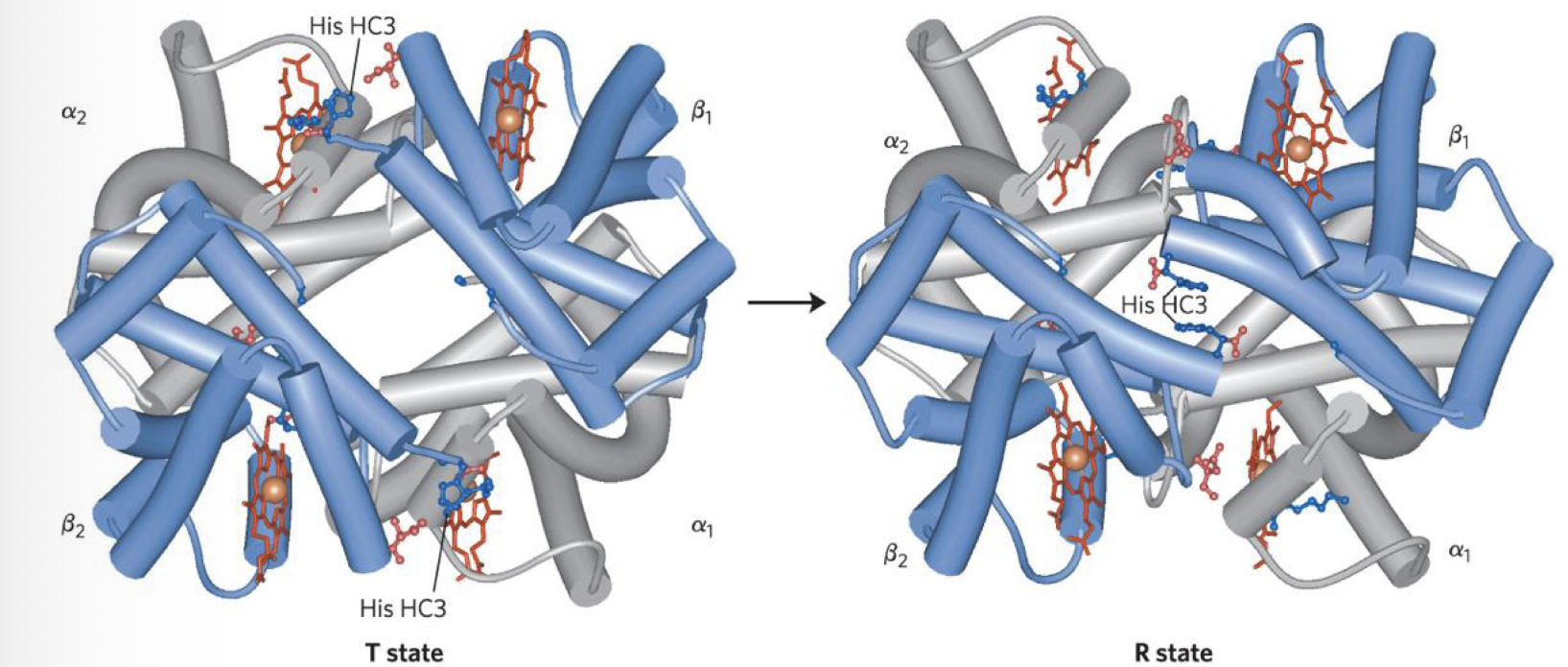 <p>ion, shift, ion</p>