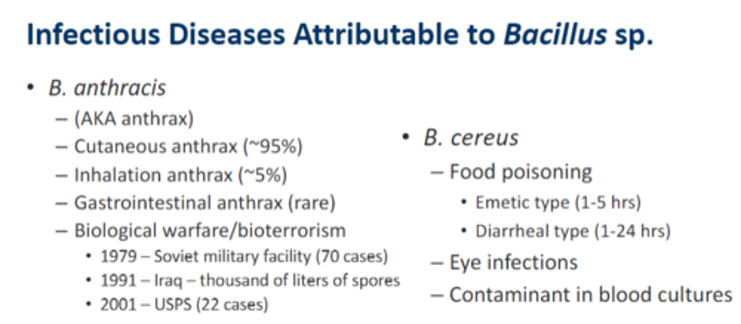 <p>• B. anthracis</p><p>– (AKA anthrax)</p><p>– Cutaneous anthrax (~95%)</p><p>– Inhalation anthrax (~5%)</p><p>– Gastrointestinal anthrax (rare)</p><p>– Biological warfare/bioterrorism</p><p>• B. cereus</p><p>– Food poisoning</p><p>• Emetic type (1-5 hrs)</p><p>• Diarrheal type (1-24 hrs)</p><p>– Eye infections</p><p>– Contaminant in blood cultures</p>