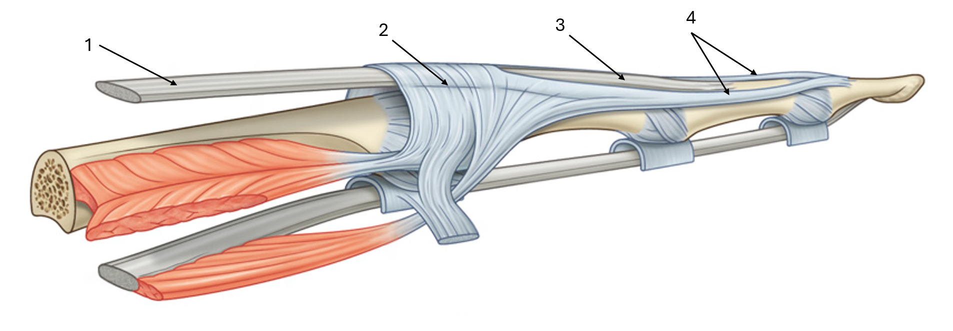 <p>label this diagram of the extensor expansions</p>