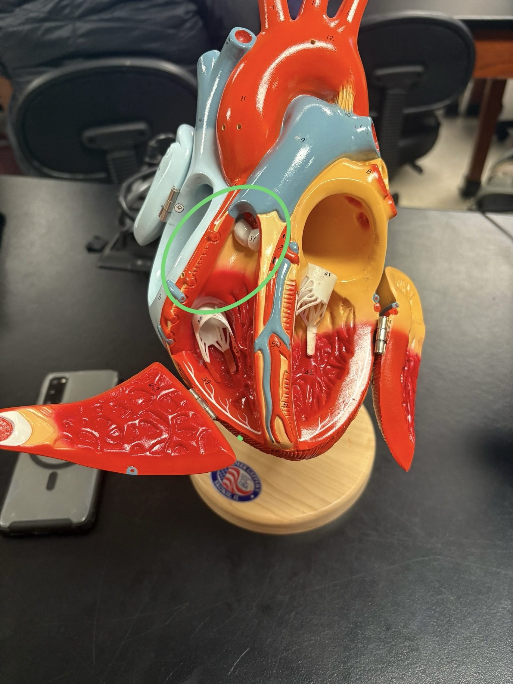 <p>receives deoxygenated blood from 3 veins </p><ul><li><p>superior vena cava</p></li><li><p>inferior vena cava </p></li><li><p>coronary sinus</p></li></ul><p>pushes blood down into the right ventricle </p>