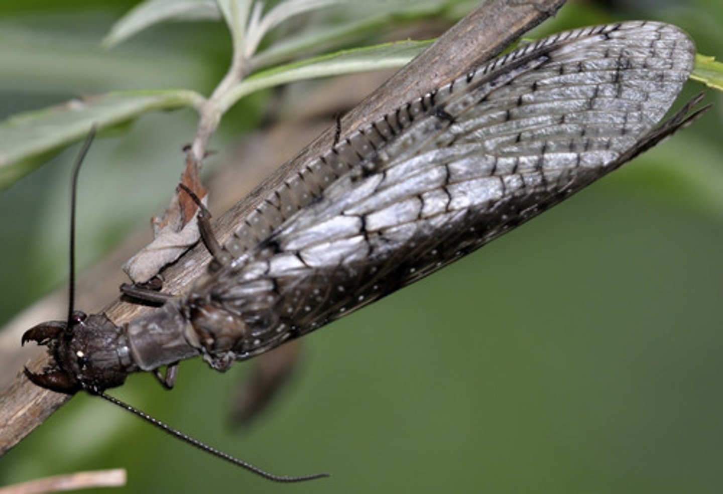 <p>Identify the sex.</p>