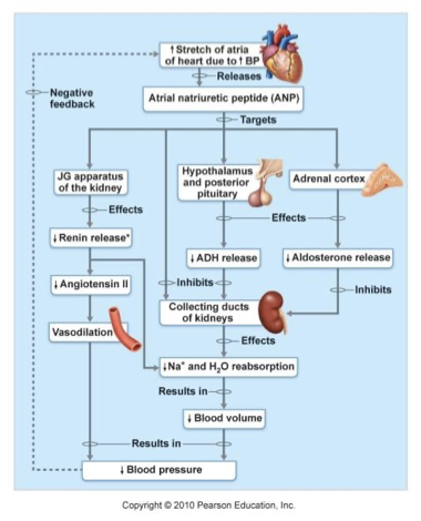 <ul><li><p>secreted by specialized cardiac muscle cells in the <strong>atria</strong></p><ul><li><p>triggered by <strong>increased BP</strong></p></li></ul></li><li><p>Inhibits the renin-angiotensin system and release of aldosterone</p></li><li><p>Inhibits Na<sup>+</sup> and water reabsorption</p></li><li><p>↓ blood volume and BP</p></li></ul><p></p>
