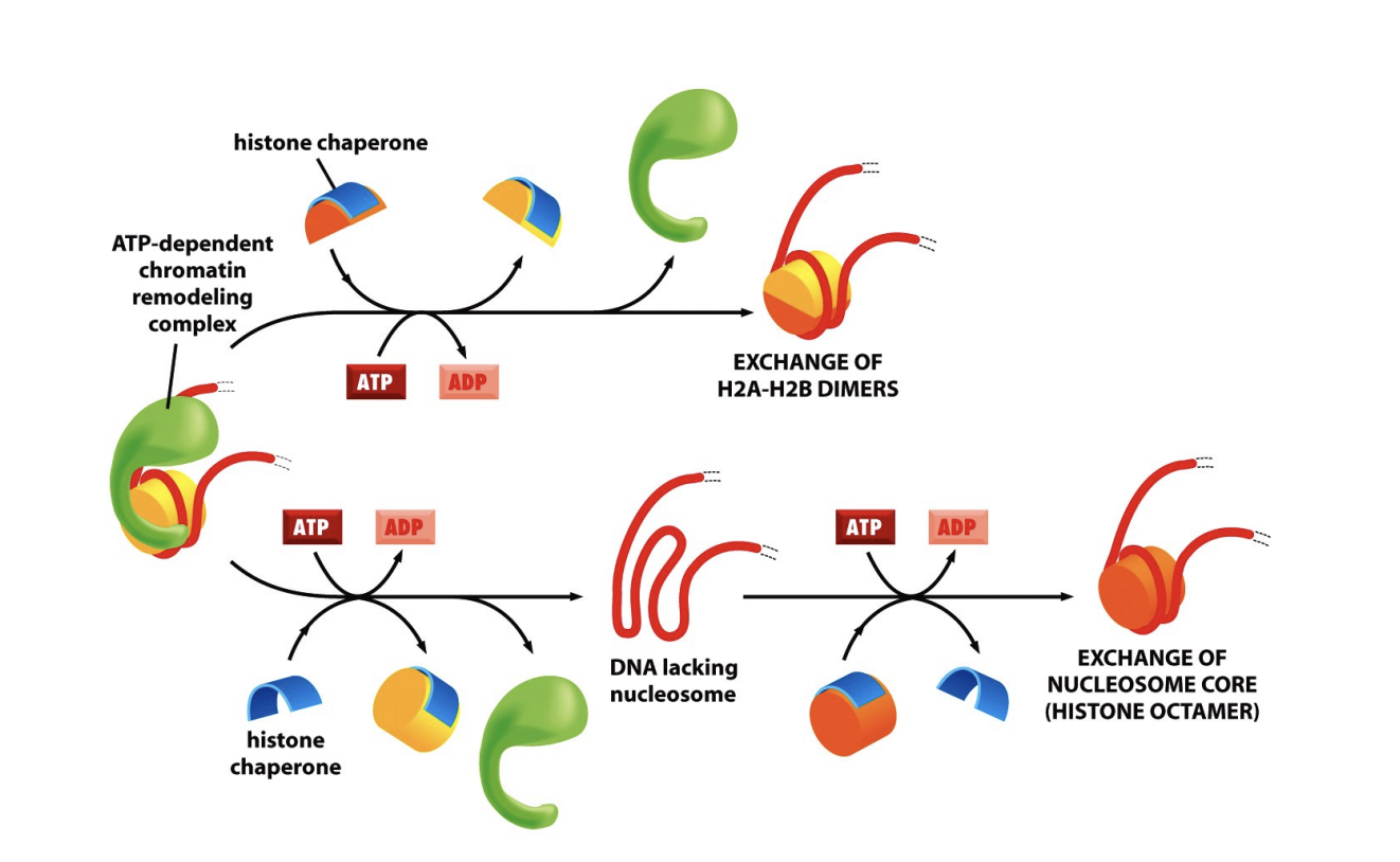 <ul><li><p>an exchange of histone types or reprogramming of epigenetic marks</p><ul><li><p>e.g histone modifications</p></li></ul></li></ul><p>UPPER: H2A/H2B have been switched out with a modified other</p><p>LOWER: whole histone has benn reoved and replaced with histone with new core</p>