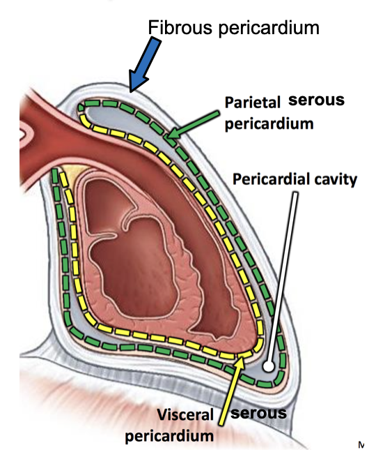 <p>The Heart</p>