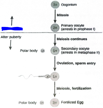 <p>Fill in the blue blanks</p>