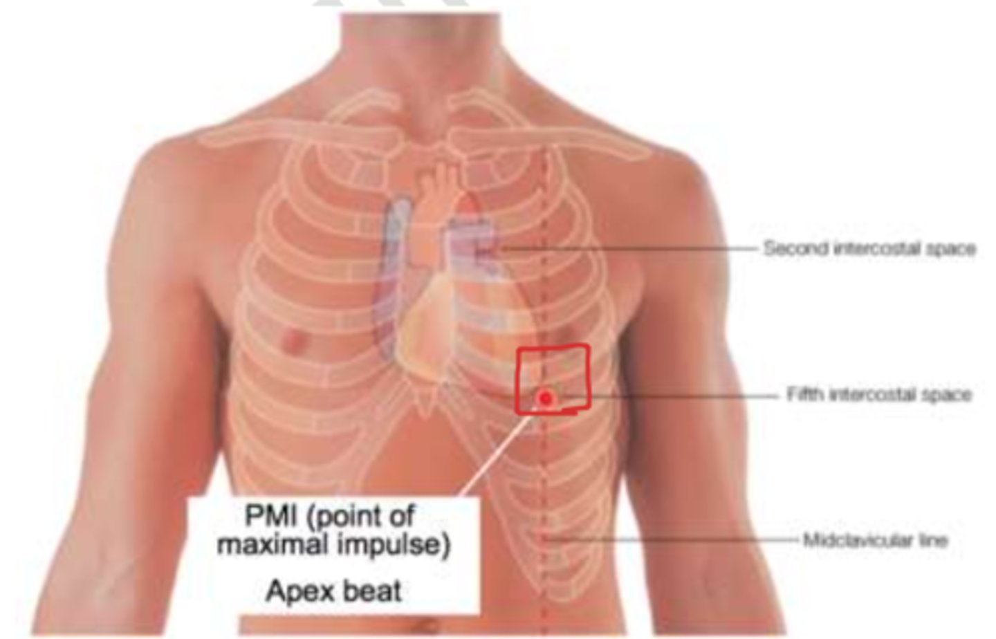 <p>4th intercostal left side.</p>