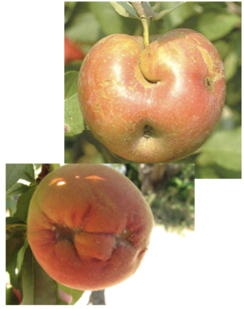 What is this injury called?