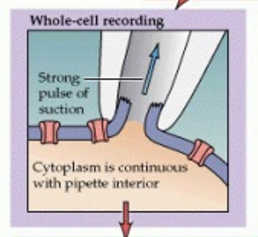 <p><span><span>measures total ion currents across an entire cell membrane by using a glass micropipette to "clamp" the membrane potential at a set voltage</span></span></p>