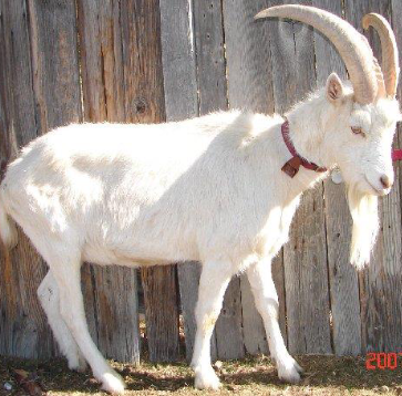 <p>What breed is this?</p>