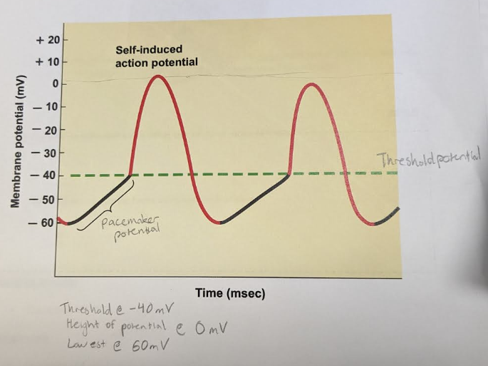 <p>threshold = -40 mV</p><p>funny cell activation = -60  mV</p><p>peak potential = 0 mV</p>