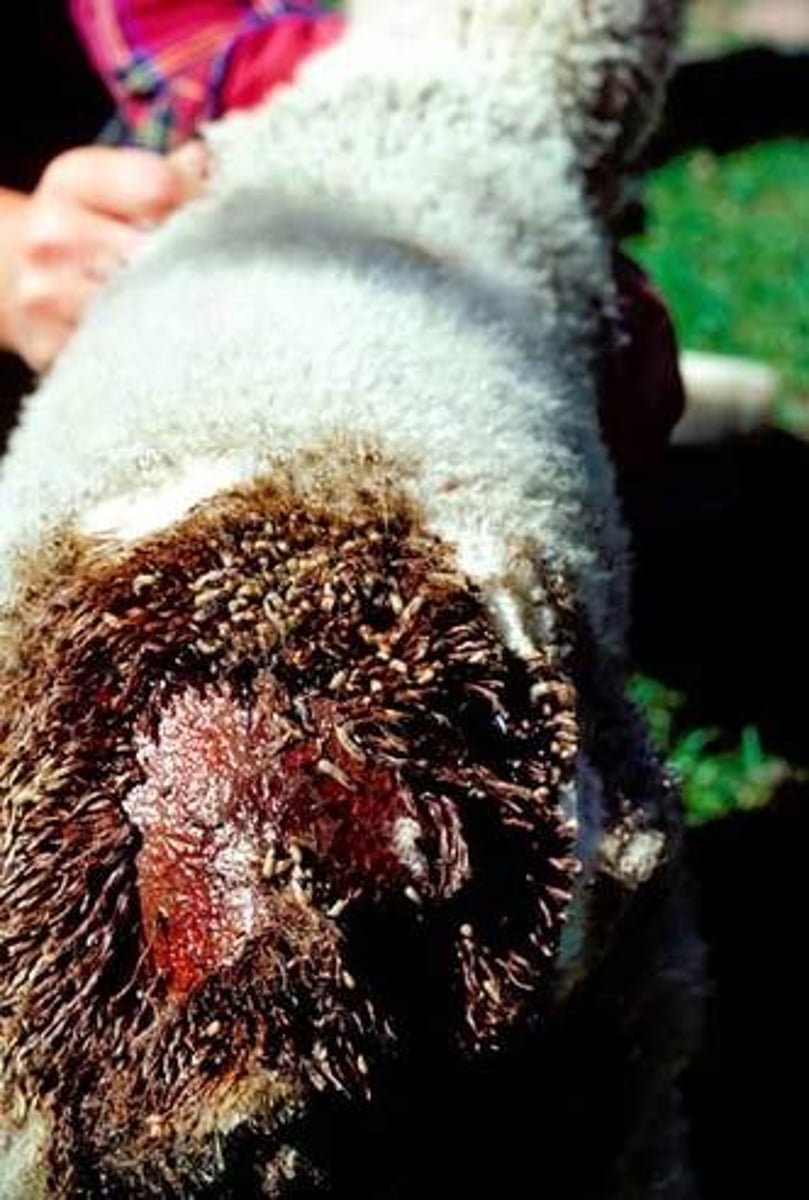 <p>to remove the tail of a sheep; area around the tail</p>