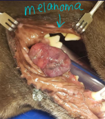 <p><span>Oral Neoplasms</span></p>