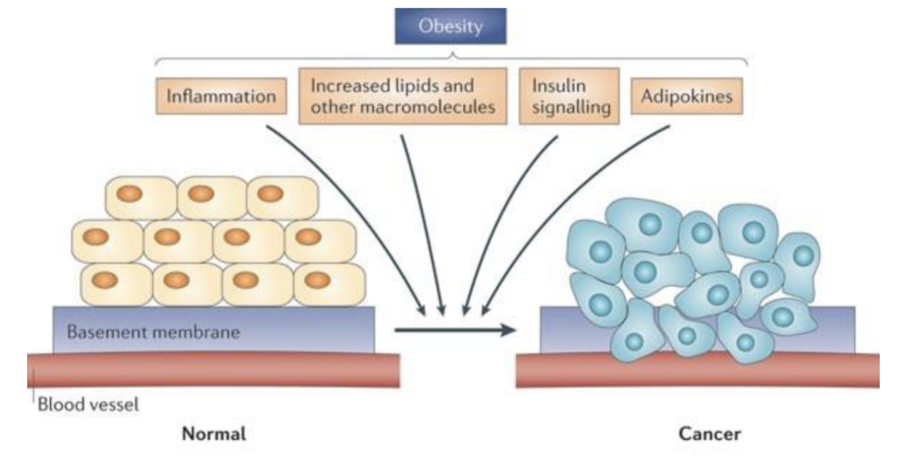 <p>Obesity leads to mechanisms like</p><ul><li><p>Chronic inflammation</p></li><li><p>Increased circulating a lipids as nutrient for cancer cells</p></li><li><p>increased insulin and insulin growth factor 1 (IGF-1) are utilized by cancer cells as growth factors</p></li><li><p>Fat cells(Adipocytes) secrete adipokines, hormones that play roles in cancer development</p><ul><li><p>leptin is an adipokine that regulate appetite but can also stimulate growth of cancer cells</p></li></ul></li></ul><p></p>